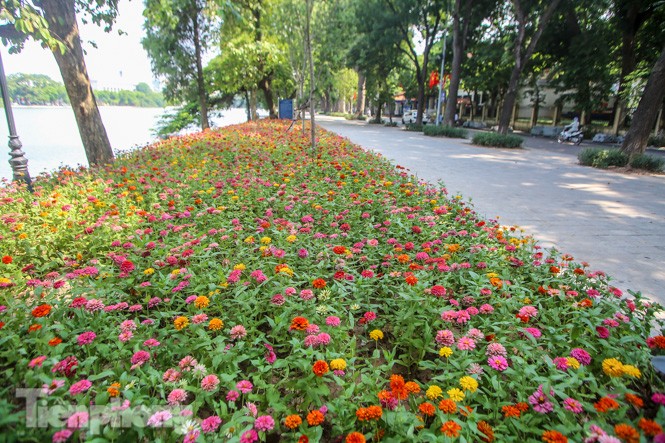 Vỉa hè hồ Hoàn Kiếm 'tăng tốc' lát đá, chỉnh trang vườn hoa - ảnh 13