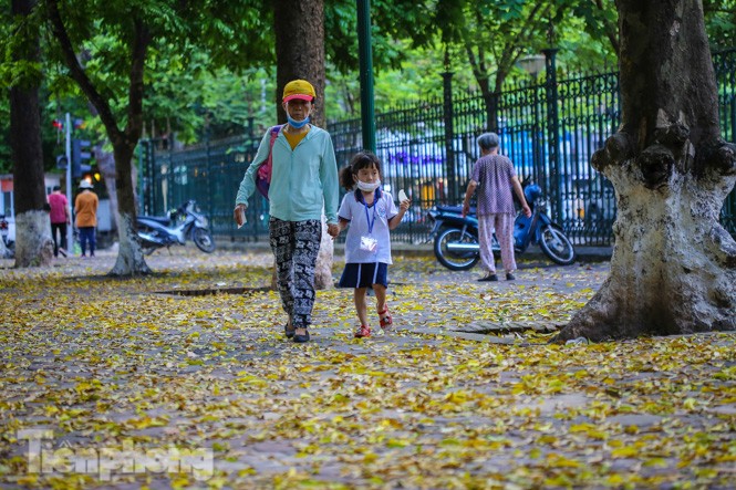 Lá phủ vàng con phố trong tiết trời chuyển sang thu ở Hà Nội - ảnh 10