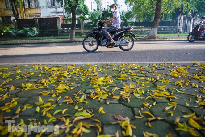 Lá phủ vàng con phố trong tiết trời chuyển sang thu ở Hà Nội - ảnh 1