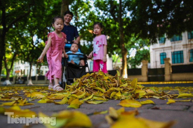 Lá phủ vàng con phố trong tiết trời chuyển sang thu ở Hà Nội - ảnh 2