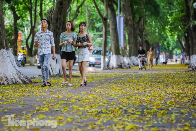 Lá phủ vàng con phố trong tiết trời chuyển sang thu ở Hà Nội - ảnh 5