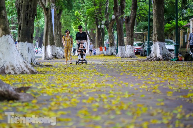 Lá phủ vàng con phố trong tiết trời chuyển sang thu ở Hà Nội - ảnh 6