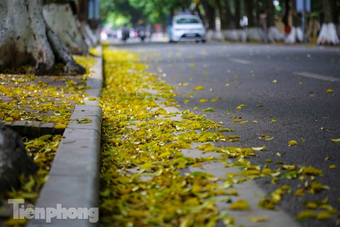 Lá phủ vàng con phố trong tiết trời chuyển sang thu ở Hà Nội - ảnh 9