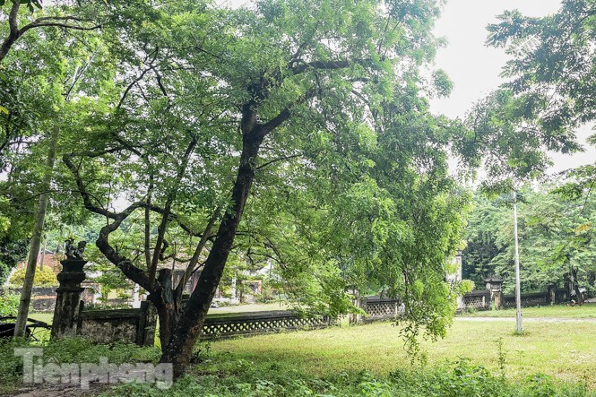 Tận thấy sưa trăm tuổi được định giá 60 tỷ trong đình cổ ở Hà Nội - ảnh 2