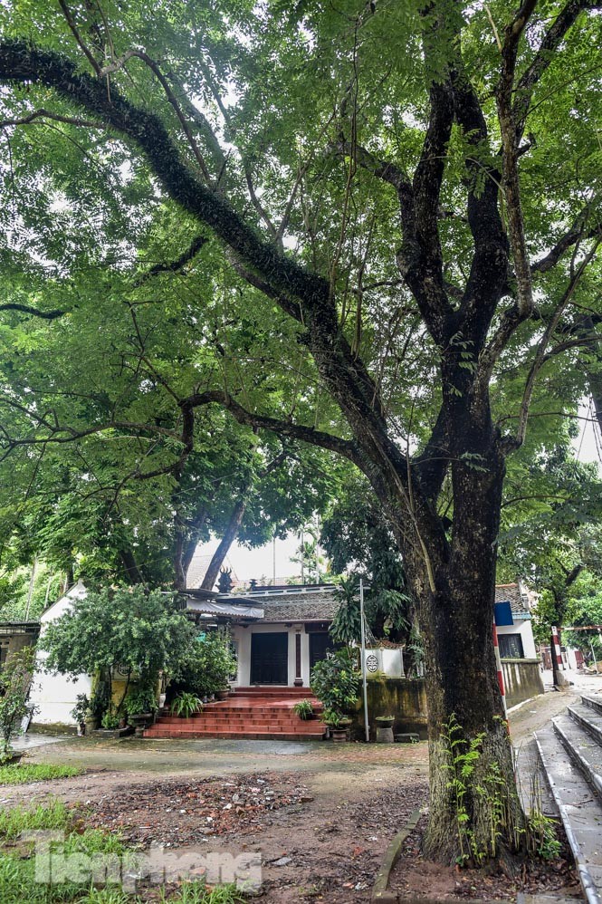 Tận thấy sưa trăm tuổi được định giá 60 tỷ trong đình cổ ở Hà Nội - ảnh 3