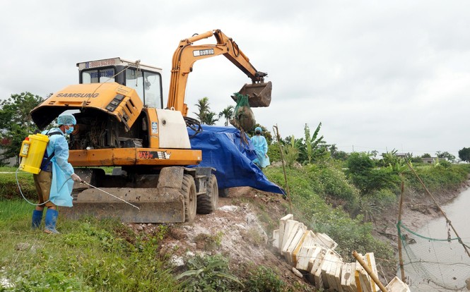 Phát hiện hàng trăm xác lợn chết trôi sông ở Hải Phòng - ảnh 3