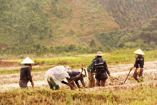 Phóng sự ảnh: Mưu sinh dưới chân núi Ngọc Linh - ảnh 5