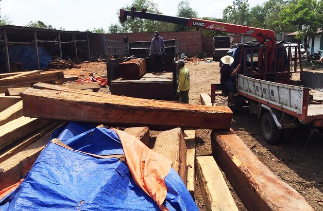 Gia Lai: Bắt Giám đốc công ty giấu 60m3 gỗ lậu trong kho - ảnh 2