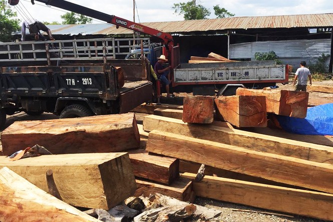 Gia Lai: Bắt Giám đốc công ty giấu 60m3 gỗ lậu trong kho - ảnh 3