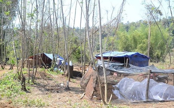 Cháu Chủ tịch Công ty lâm nghiệp bị tình nghi nhận tiền lâm tặc - ảnh 2
