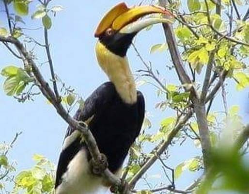 Xác minh thông tin giám đốc doanh nghiệp “thịt” chim quý hiếm - ảnh 2