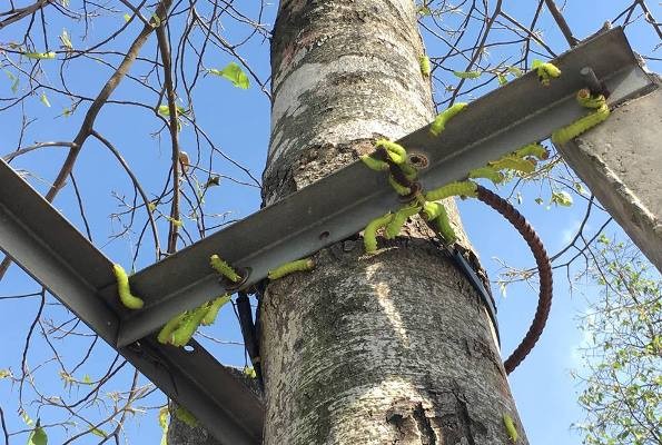 Sâu lạ lại tấn công hàng loạt cây xanh ở Bình Dương - ảnh 1