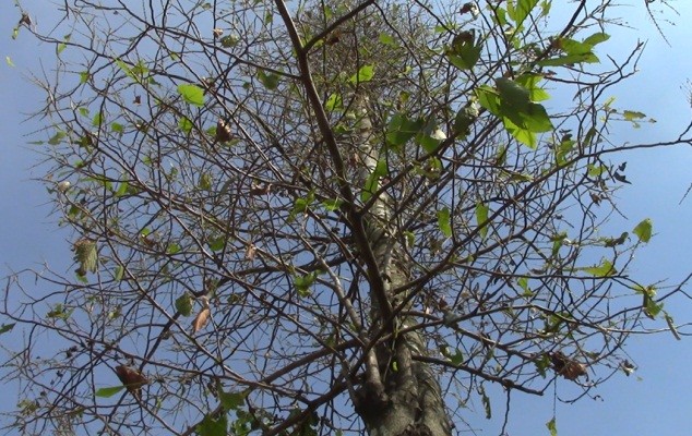 Sâu lạ lại tấn công hàng loạt cây xanh ở Bình Dương - ảnh 4
