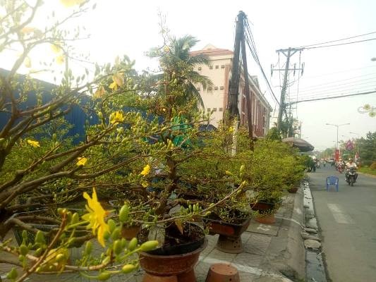 Tiểu thương bán hoa ngày 29 tết: “Buồn… thối ruột” - ảnh 1