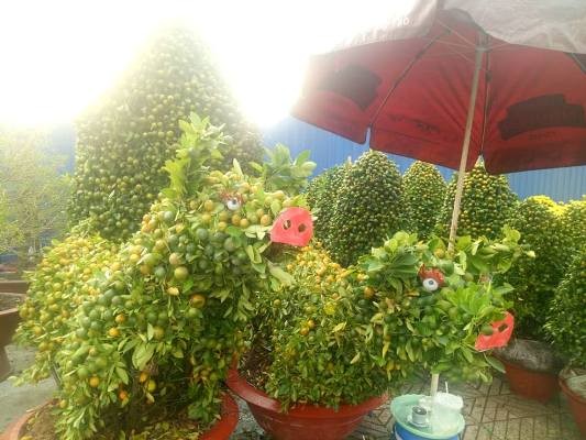 Tiểu thương bán hoa ngày 29 tết: “Buồn… thối ruột” - ảnh 2