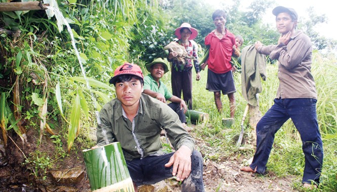 Ði tìm loài tre Thánh Gióng - ảnh 1