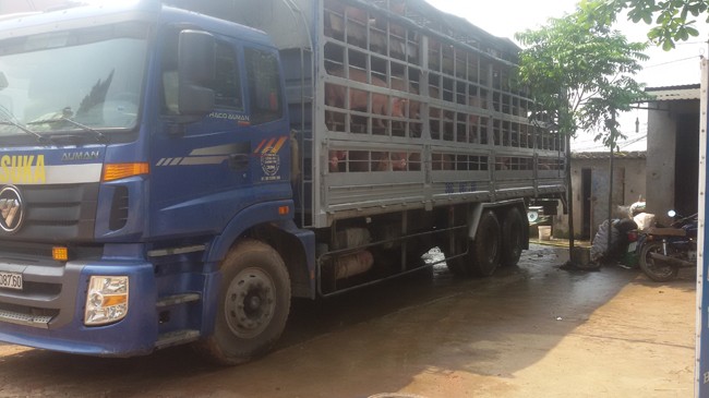 Trung Quốc dừng nhập khẩu lợn: Lợn 'quay đầu' về đâu? - ảnh 1