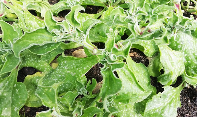 Trang trại rau organic triệu đô ở Đà Lạt - ảnh 1