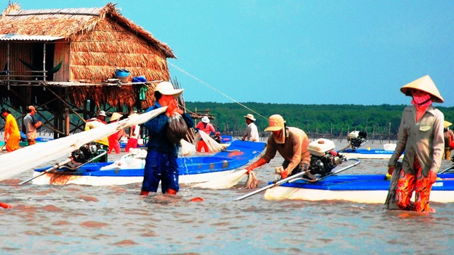 Sinh kế người nghèo, máu đổ ở bãi nghêu Khai Long - ảnh 2