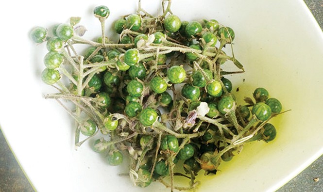 Cà đắng da trâu, đặc sản Chu Ru - ảnh 1