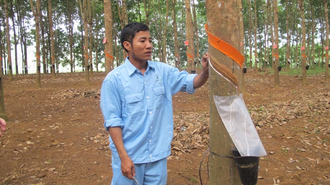 Nông dân góp đất làm công nhân - ảnh 1