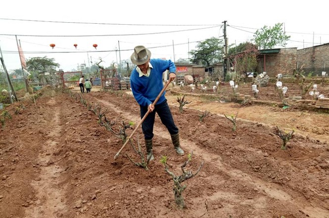 Rằm tháng Giêng, người Nhật Tân ra vườn trồng đào chờ... Tết - ảnh 5
