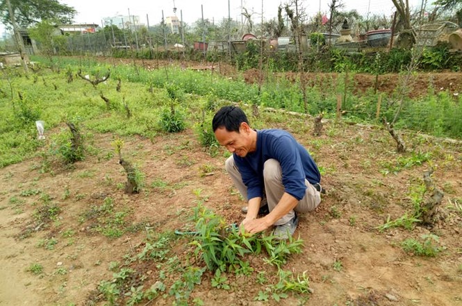 Rằm tháng Giêng, người Nhật Tân ra vườn trồng đào chờ... Tết - ảnh 7