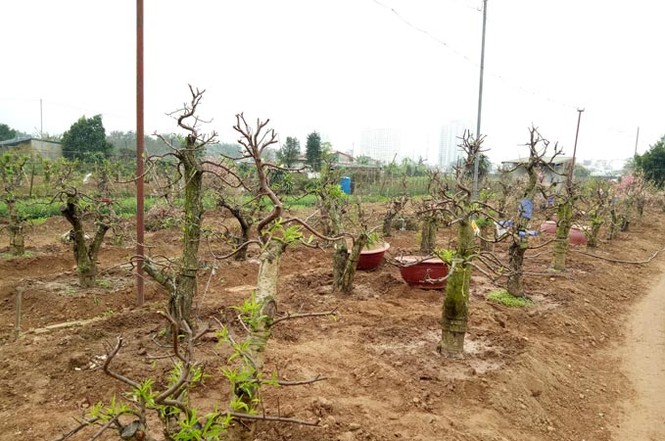 Rằm tháng Giêng, người Nhật Tân ra vườn trồng đào chờ... Tết - ảnh 9
