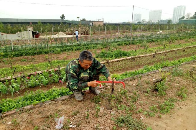 Rằm tháng Giêng, người Nhật Tân ra vườn trồng đào chờ... Tết - ảnh 8