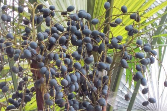 Mùa cọ ở Nậm Càn - ảnh 2