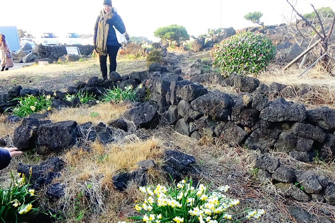 Hai câu chuyện xứ Hàn: Có một Jeju khác - ảnh 1