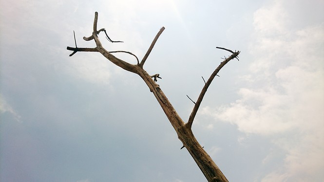 Hà Nội: Hàng loạt cây xanh chết khô trên đường nghìn tỷ - ảnh 2