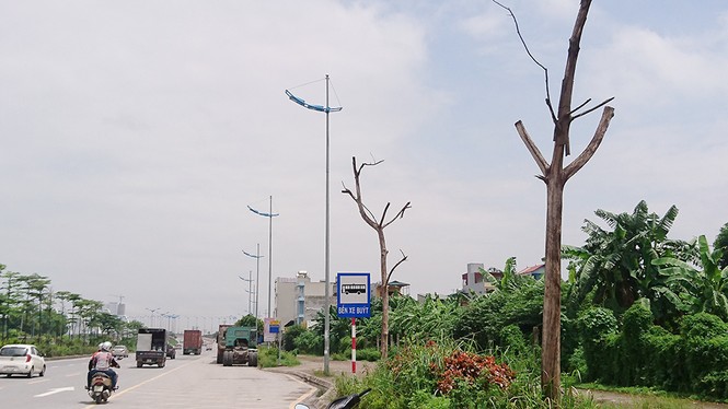 Hà Nội: Hàng loạt cây xanh chết khô trên đường nghìn tỷ - ảnh 3