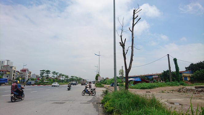 Hà Nội: Hàng loạt cây xanh chết khô trên đường nghìn tỷ - ảnh 4