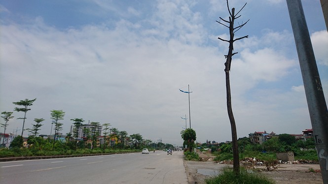 Hà Nội: Hàng loạt cây xanh chết khô trên đường nghìn tỷ - ảnh 5