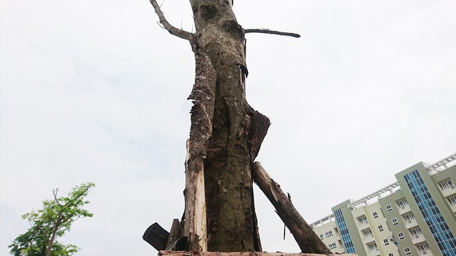Hà Nội: Hàng loạt cây xanh chết khô trên đường nghìn tỷ - ảnh 8