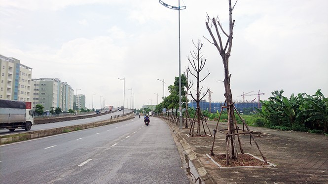 Hà Nội: Hàng loạt cây xanh chết khô trên đường nghìn tỷ - ảnh 1
