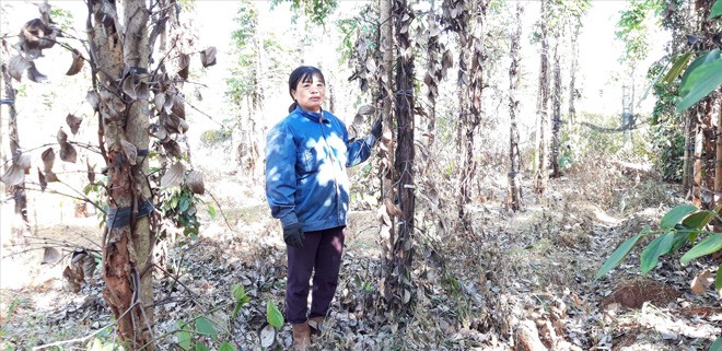 Tan giấc mộng tỷ phú vì hồ tiêu - ảnh 1