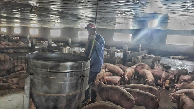 Nông dân không có phần  trong lãi khủng của doanh nghiệp kinh doanh lợn - ảnh 1
