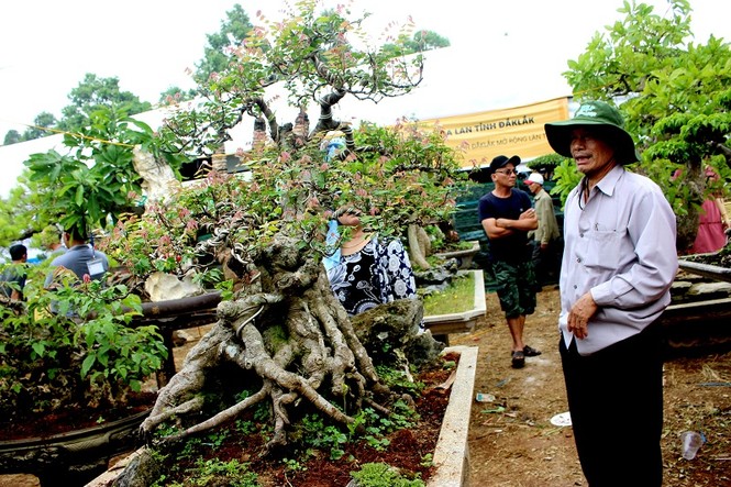 Trên 8.000 tác phẩm sinh vật cảnh cả nước hội tụ tại thành phố cà phê - ảnh 2