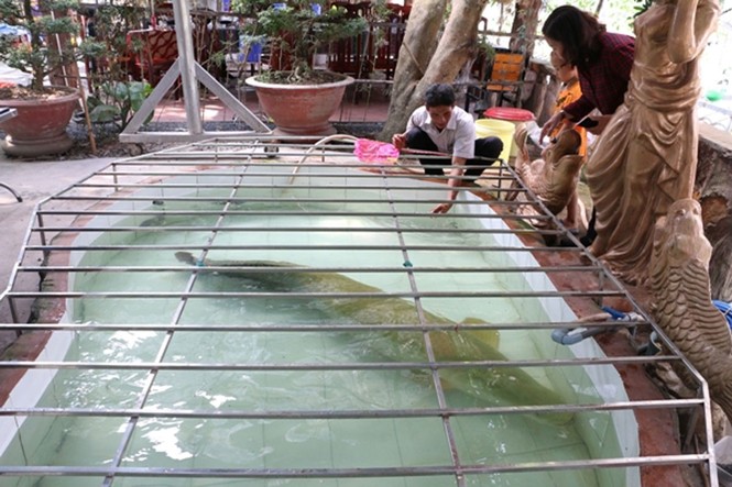 Đại gia Việt 'săn' thủy quái lớn nhất thế giới về thả ao chơi vui - ảnh 1