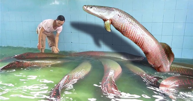 Đại gia Việt 'săn' thủy quái lớn nhất thế giới về thả ao chơi vui - ảnh 5