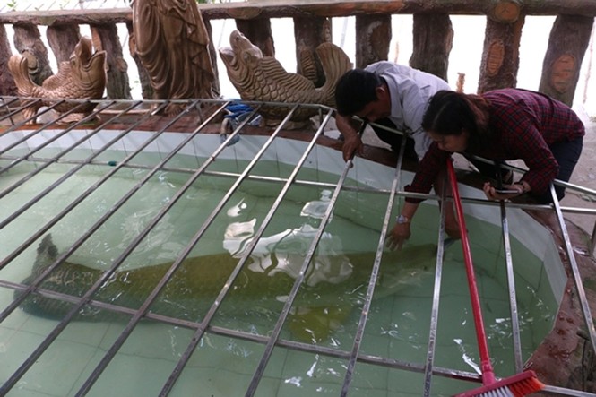 Đại gia Việt 'săn' thủy quái lớn nhất thế giới về thả ao chơi vui - ảnh 3