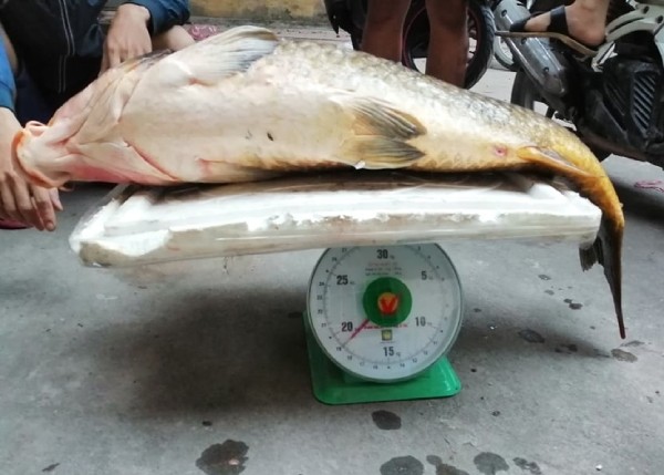 Bắt được con cá chép 20kg, sang tay ngay chục triệu đồng - ảnh 1