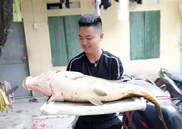 Bắt được con cá chép 20kg, sang tay ngay chục triệu đồng - ảnh 2