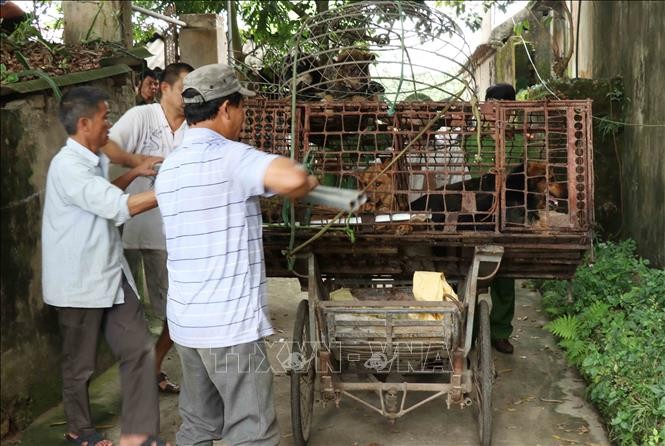 Lực lượng chức năng bắt giữ đàn chó cắn bé trai 7 tuổi tử vong tại Hưng Yên - ảnh 1