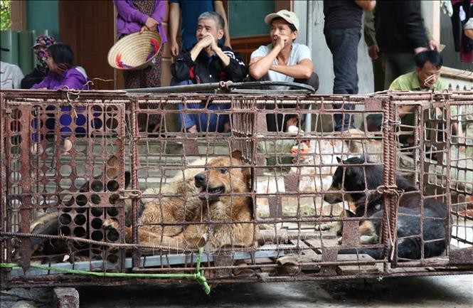 Lực lượng chức năng bắt giữ đàn chó cắn bé trai 7 tuổi tử vong tại Hưng Yên - ảnh 2