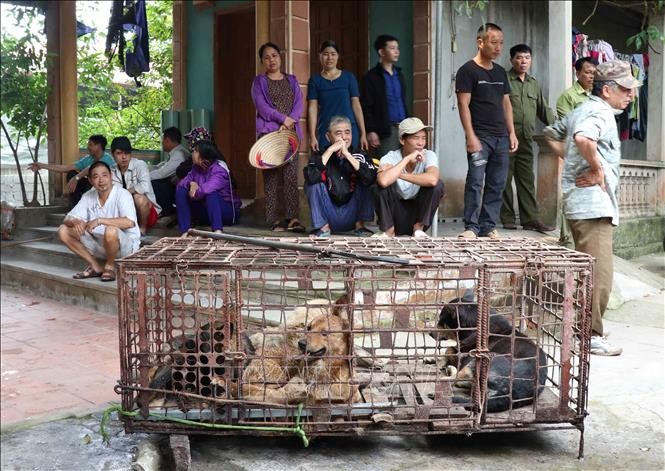 Lực lượng chức năng bắt giữ đàn chó cắn bé trai 7 tuổi tử vong tại Hưng Yên - ảnh 3