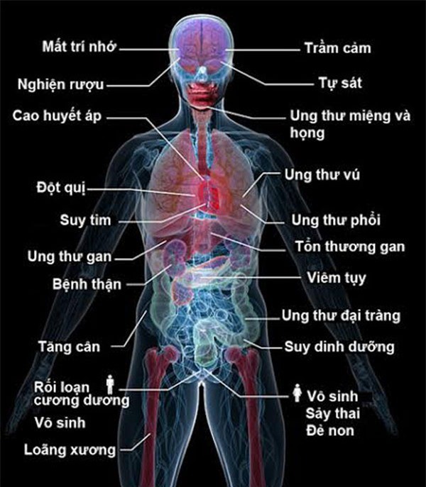 Uống rượu bia thường xuyên: 5 cơ quan nội tạng “bốc hơi” đáng giật mình - ảnh 6