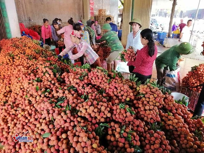 400 chủ vựa Trung Quốc ồ ạt đổ sang, vải thiếu Bắc Giang trúng lớn - ảnh 2